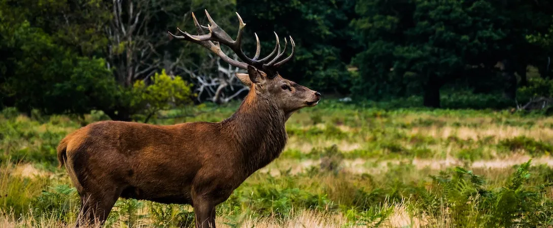 Viltnemnda: Role, Responsibilities, and Importance in Wildlife Management